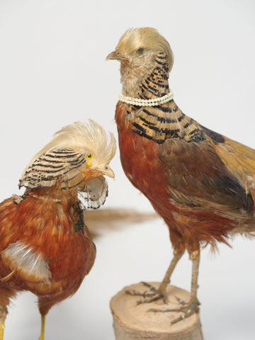 Pair Vintage Golden Pheasants Taxidermy Birds