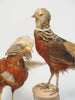 Pair Vintage Golden Pheasants Taxidermy Birds