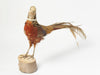 Pair Vintage Golden Pheasants Taxidermy Birds