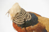 Pair Vintage Golden Pheasants Taxidermy Birds