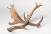 Pair Vintage Fallow Deer antlers