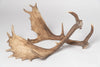 Pair Vintage Fallow Deer antlers