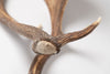 Pair Vintage Fallow Deer antlers