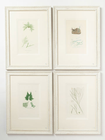 Antique Original Seaweed Hand Coloured Engraved prints by James Sowerby