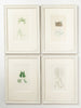 Antique Original Seaweed Hand Coloured Engraved prints by James Sowerby
