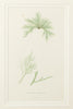 Antique Original Seaweed Hand Coloured Engraved prints by James Sowerby