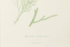 Antique Original Seaweed Hand Coloured Engraved prints by James Sowerby