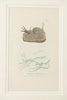Antique Original Seaweed Hand Coloured Engraved prints by James Sowerby