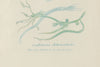 Antique Original Seaweed Hand Coloured Engraved prints by James Sowerby