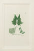 Antique Original Seaweed Hand Coloured Engraved prints by James Sowerby