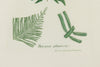 Antique Original Seaweed Hand Coloured Engraved prints by James Sowerby