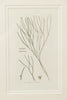 Antique Original Seaweed Hand Coloured Engraved prints by James Sowerby