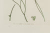 Antique Original Seaweed Hand Coloured Engraved prints by James Sowerby