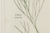 Antique Original Seaweed Hand Coloured Engraved prints by James Sowerby