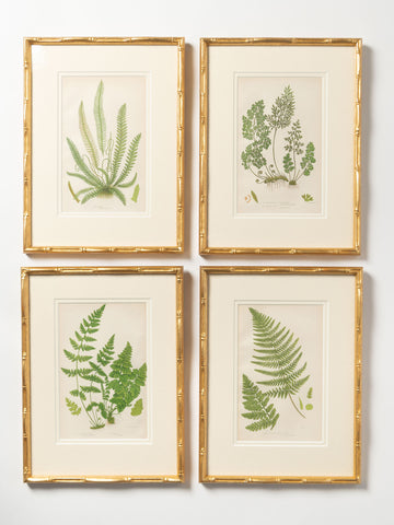 Antique 19th Century chromolithic Fern Prints by Ann Pratt