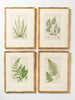 Antique 19th Century chromolithic Fern Prints by Ann Pratt