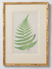 Antique 19th Century Fern lithograph prints in gilt bamboo frames