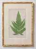 Antique 19th Century Fern lithograph prints in gilt bamboo frames