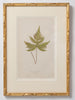 Antique 19th Century Fern lithograph prints in gilt bamboo frames