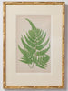 Antique 19th Century Fern lithograph prints in gilt bamboo frames
