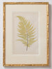 Antique 19th Century Fern lithograph prints in gilt bamboo frames