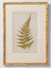 Antique 19th Century Fern lithograph prints in gilt bamboo frames