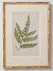 Antique 19th Century Fern lithograph prints in gilt bamboo frames