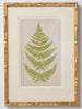 Antique 19th Century Fern lithograph prints in gilt bamboo frames