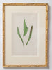 Antique 19th Century Fern lithograph prints in gilt bamboo frames