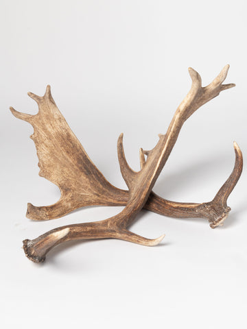 Pair Vintage Fallow Deer antlers