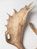 Pair Vintage Fallow Deer antlers