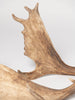 Pair Vintage Fallow Deer antlers