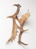 Pair Vintage Fallow Deer antlers