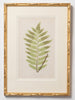 Antique 19th Century Fern Prints in bespoke gilt bamboo frames