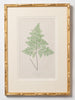 Antique 19th Century Fern Prints in bespoke gilt bamboo frames