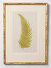 Antique 19th Century Fern Prints in bespoke gilt bamboo frames