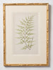 Antique 19th Century Fern Prints in bespoke gilt bamboo frames