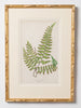 Antique 19th Century Fern Prints in bespoke gilt bamboo frames