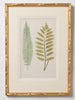Antique 19th Century Fern Prints in bespoke gilt bamboo frames