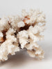 Antique Coral piece