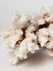 Antique Coral piece