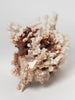 Antique Coral piece