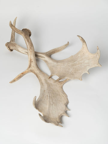 Pair Vintage Fallow deer antlers