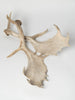 Pair Vintage Fallow deer antlers