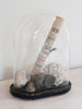 Vintage Display Dome with Edwardian collection of fossils and a newspaper dated 1921