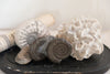 Vintage Display Dome with Edwardian collection of fossils and a newspaper dated 1921
