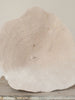 Beautiful Collection of Vintage "Elephant Ear Mushroom" Coral - Decorative Antiques UK - 1