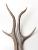 Pair Beautiful Deer/Stag Antlers