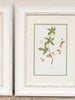 Antique Botanical Book plates mounted and framed - Decorative Antiques UK  - 3