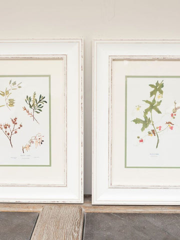 Antique Botanical Book plates mounted and framed - Decorative Antiques UK  - 1